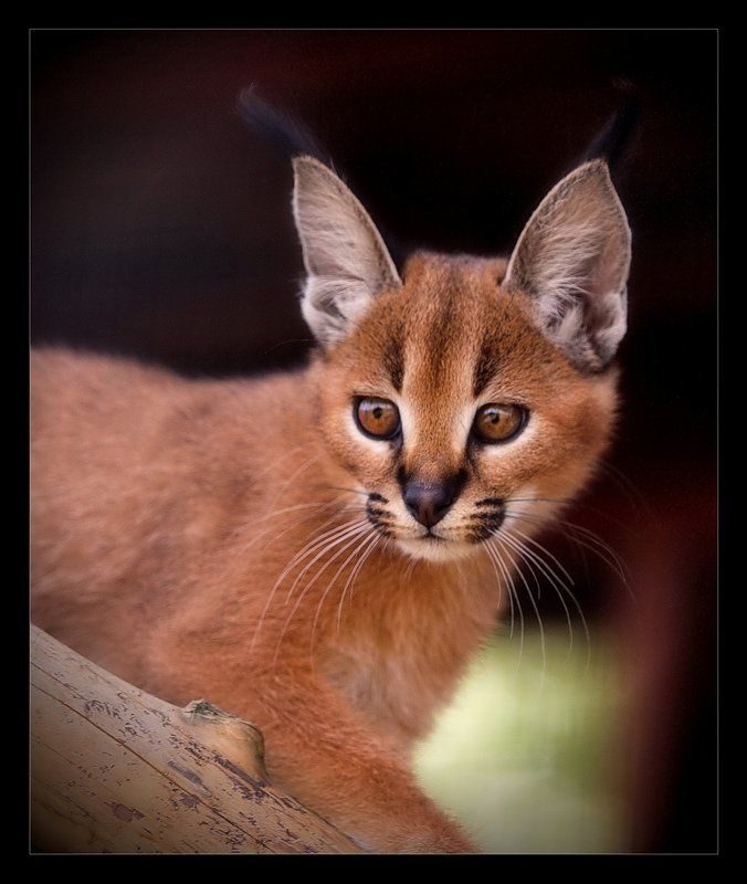 Маленький каракал 2photo preview