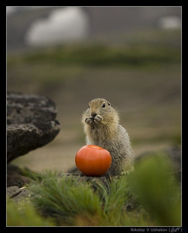 все равно я его съем )photo preview