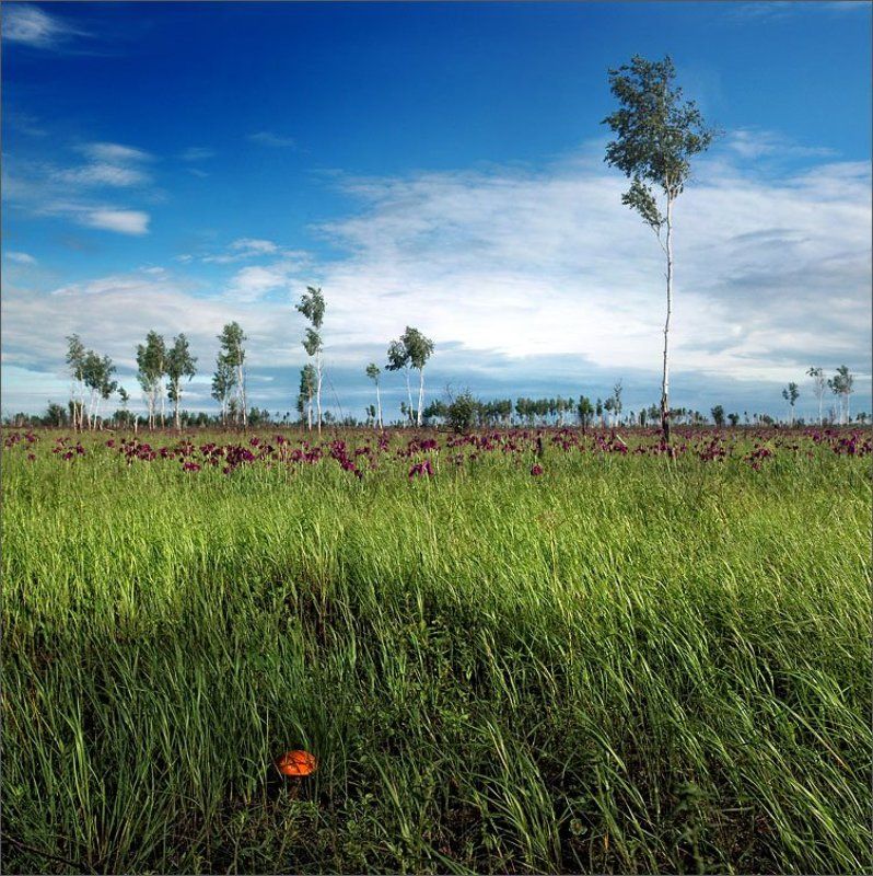 у высоких берёз своё сердце согрев...photo preview