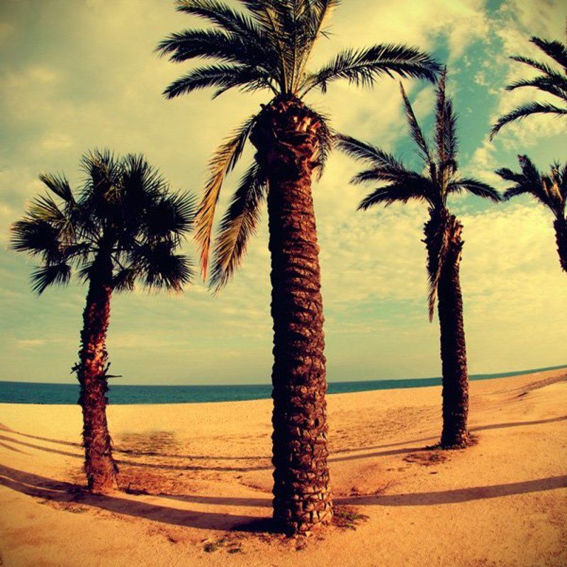 Palm beachphoto preview