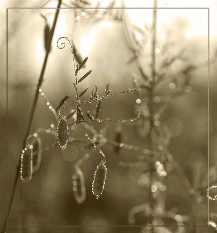 Oгуречный...photo preview