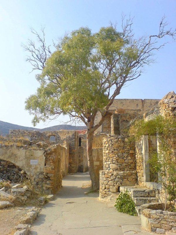 остров.крит.древо.история.лето Древо с покинутого островаphoto preview