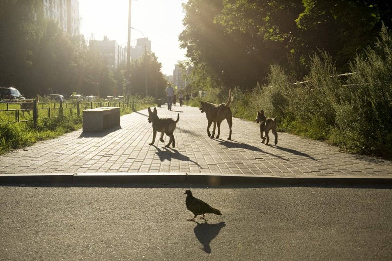Городская жизнь. Автор: Евгений Пугачев. собаки,голубь,город,контровой,аллея, Евгений Пугачев.