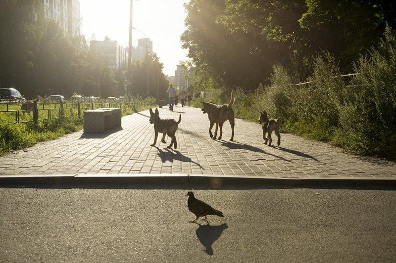собаки,голубь,город,контровой,аллея Городская жизньphoto preview