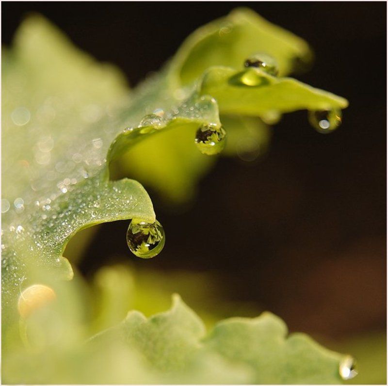 макро,капли,утро,роса утренняяphoto preview