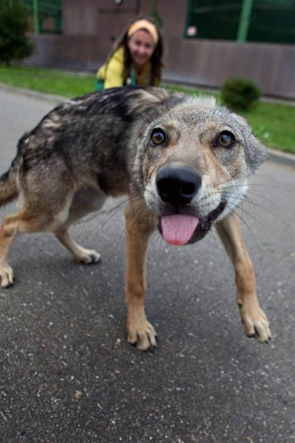 волк. Автор: Andrey Y. Polees , Andrey Y. Polees