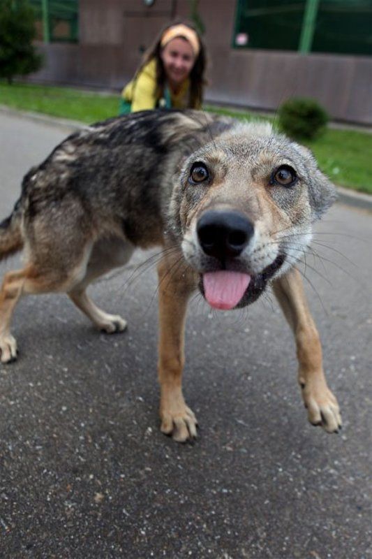 волкphoto preview