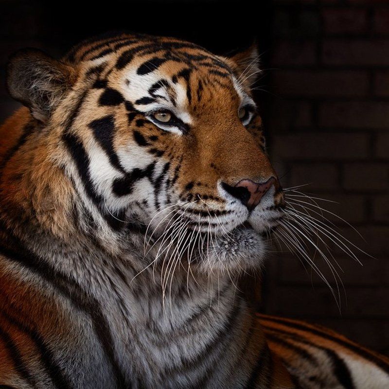 тигр, tiger Tigerphoto preview