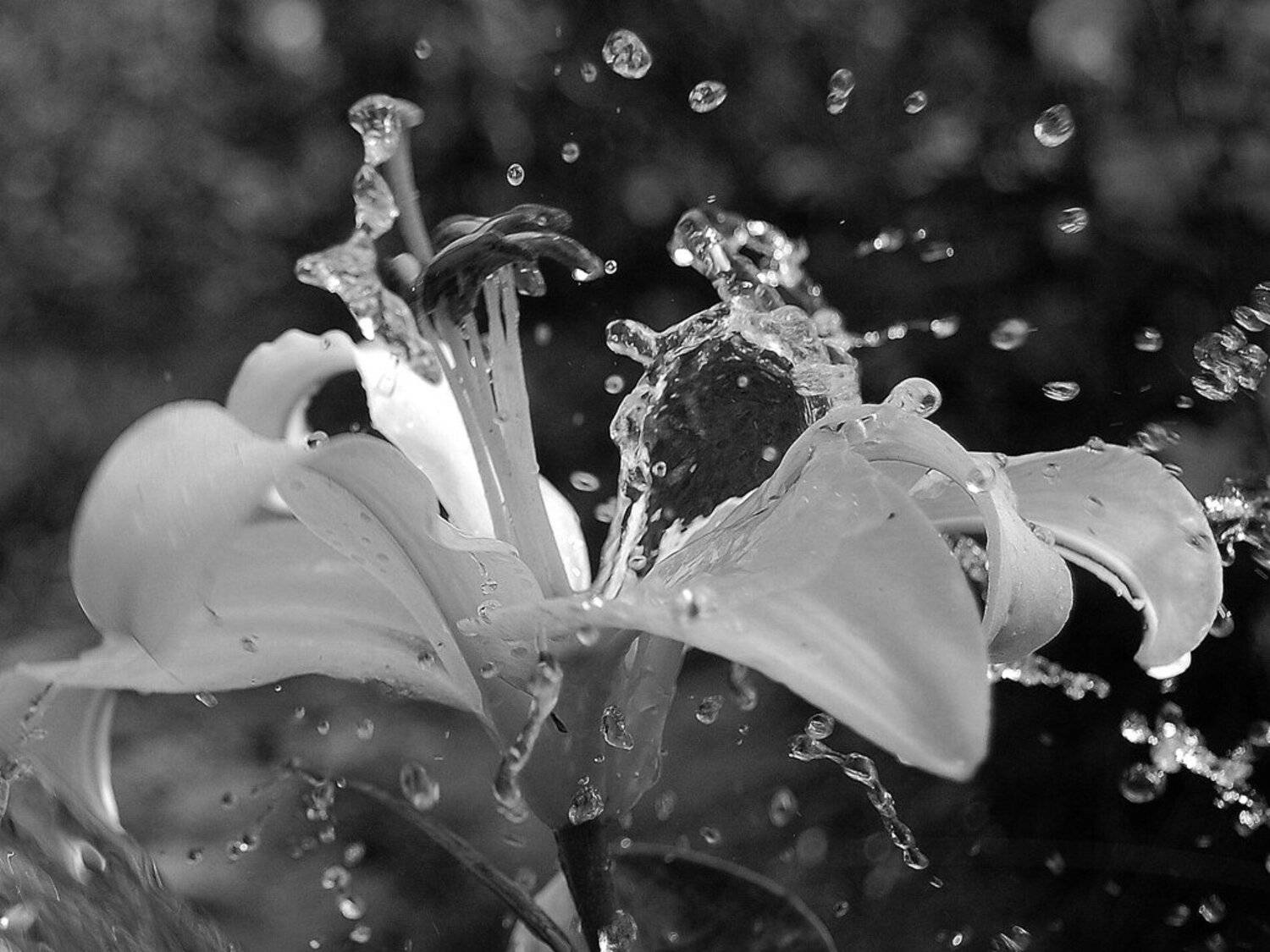 "Свежесть". Автор: Азат Табрисович , Азат Табрисович