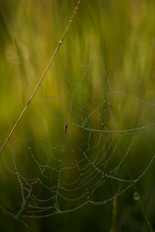 паук хранитель жемчугаphoto preview