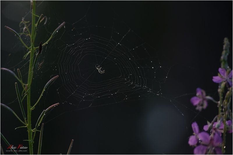 селигер,паутина,паук,отдых Селигерский страж фото превью