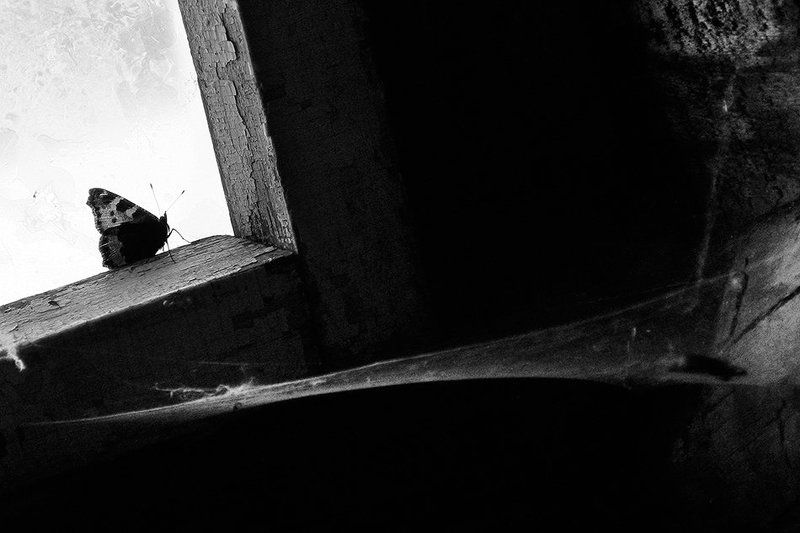 freedom, spiderweb, web, butterfly, бабочка, свобода, паутина freedomphoto preview