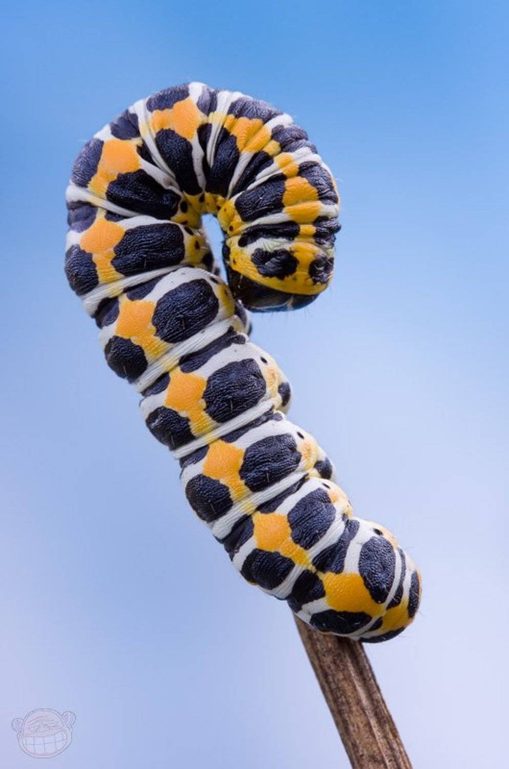 гусеница, макро, Amazon-san