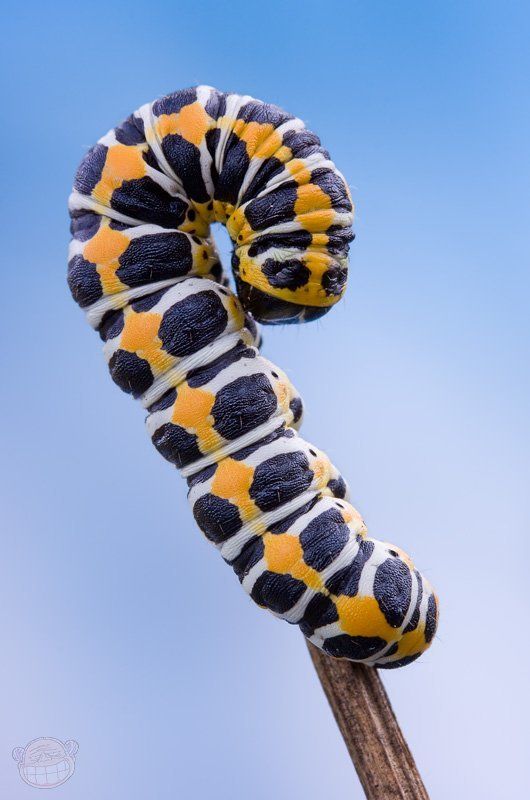 гусеница, макро Красотка на шесте фото превью