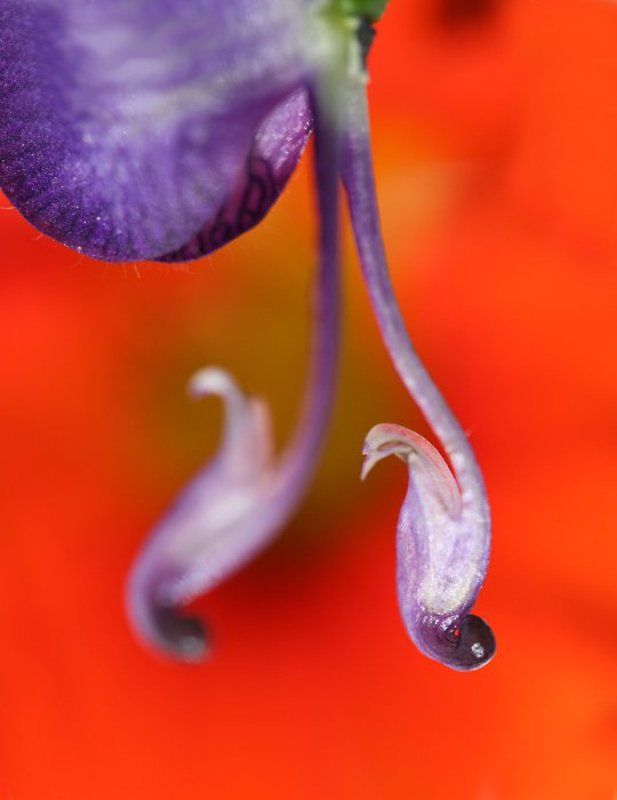 цветы, макро балерина))photo preview