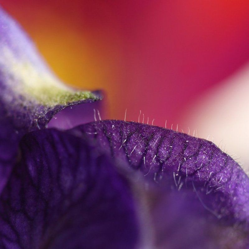 цветы, макро абстракцияphoto preview