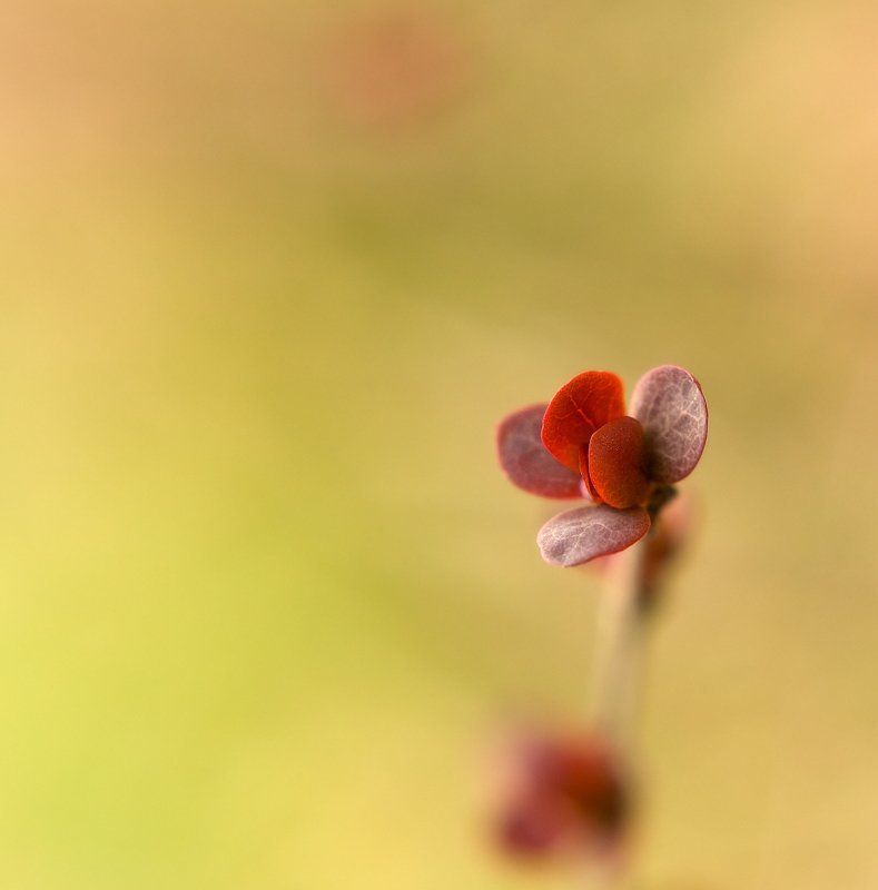 барбарис,природа,солнце,минимализм:) солнечный барбарисphoto preview