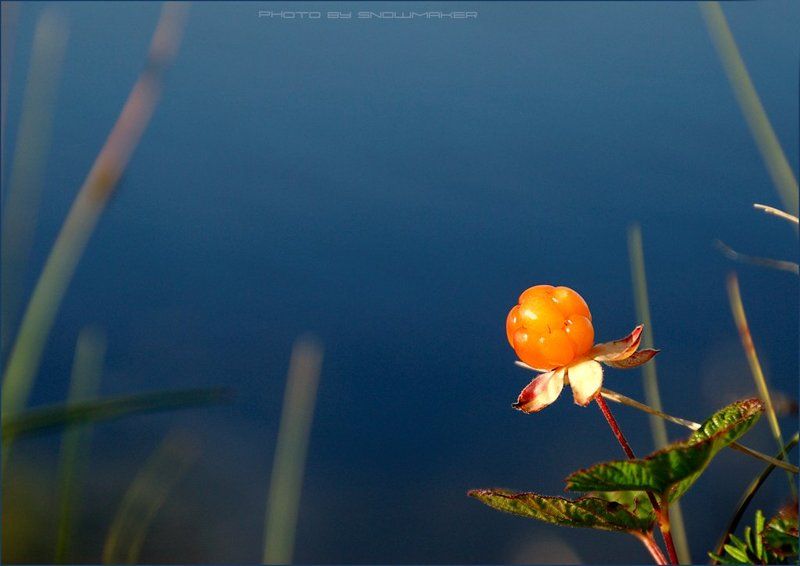 Искусительный этюдphoto preview