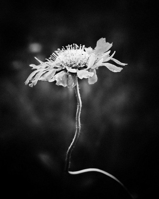 скабиоза Floralphoto preview