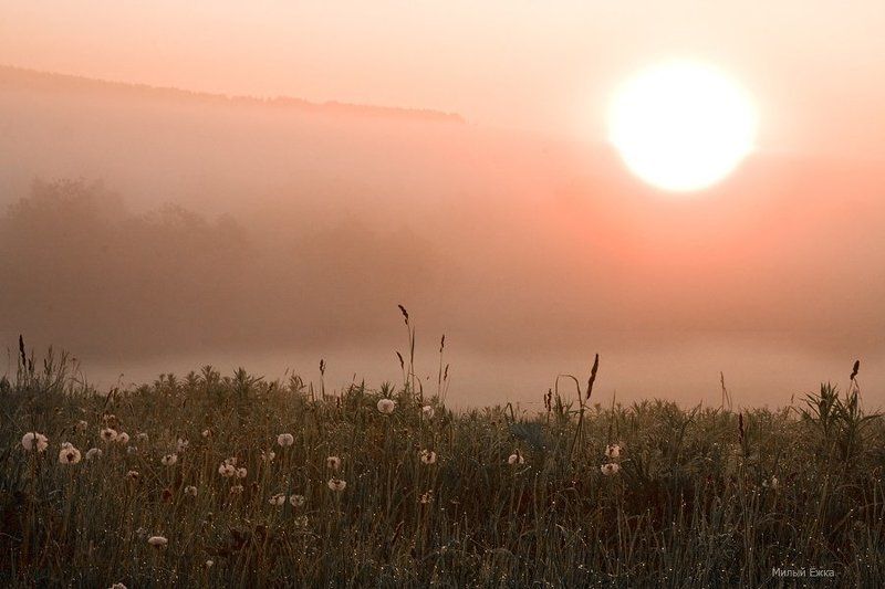 туман Туманные одуванчики...photo preview