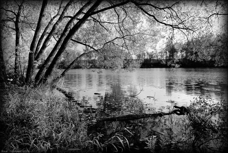 русская, сакура Русская Сакураphoto preview