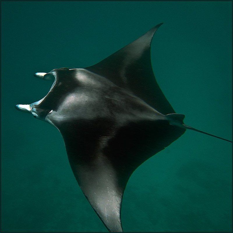 Манта (3). Мальдивы. Август 2009.photo preview