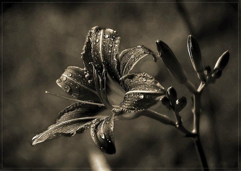 лилия,природа,ч/б photo preview