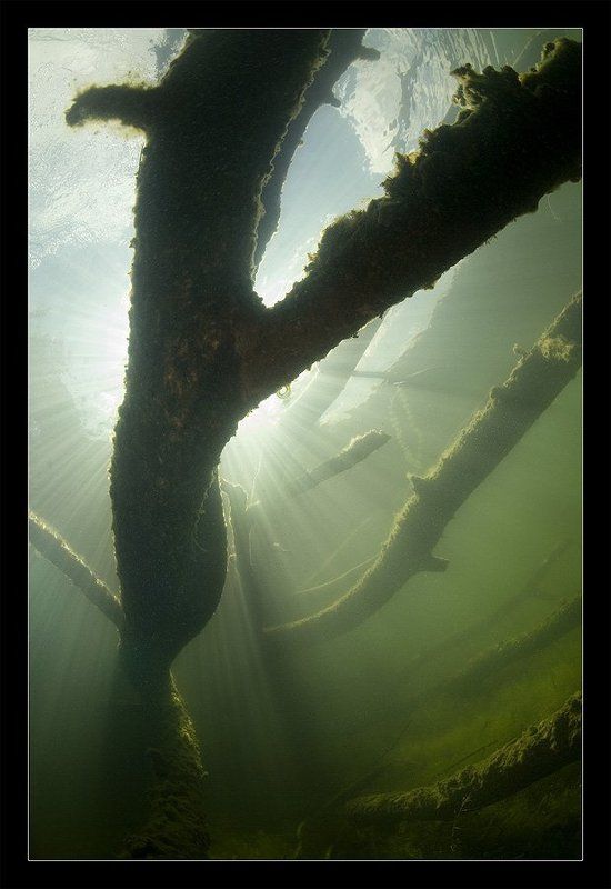 сказки, волшебство, дуб, русалки, водяной, коряги Куда уходят сказки 2photo preview