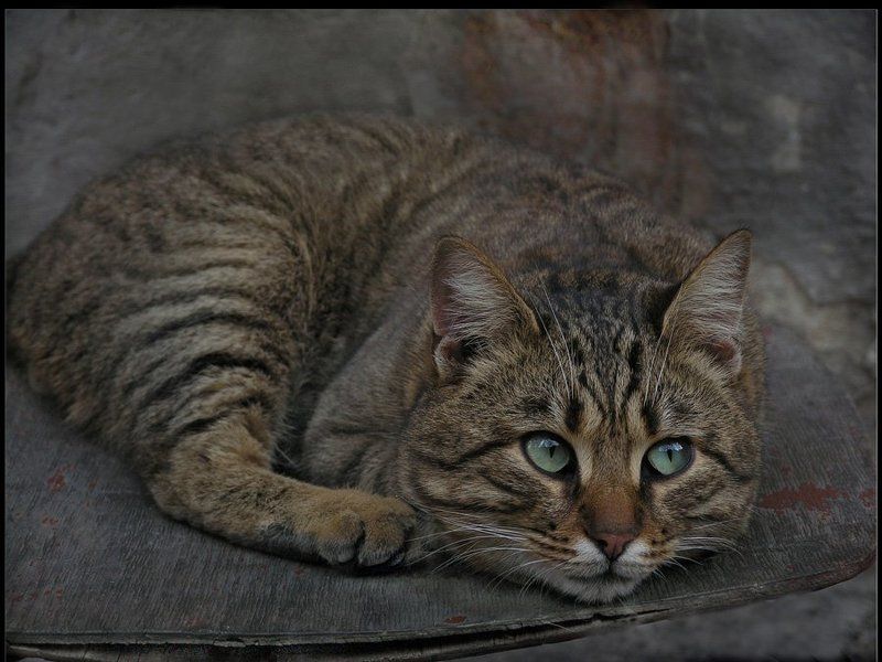 Котик Антошкаphoto preview