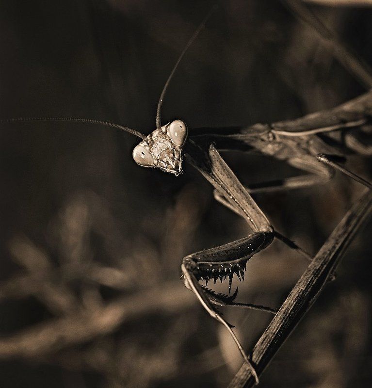 богомол,макро,природа, смотри,он идет тут,а я тут..photo preview