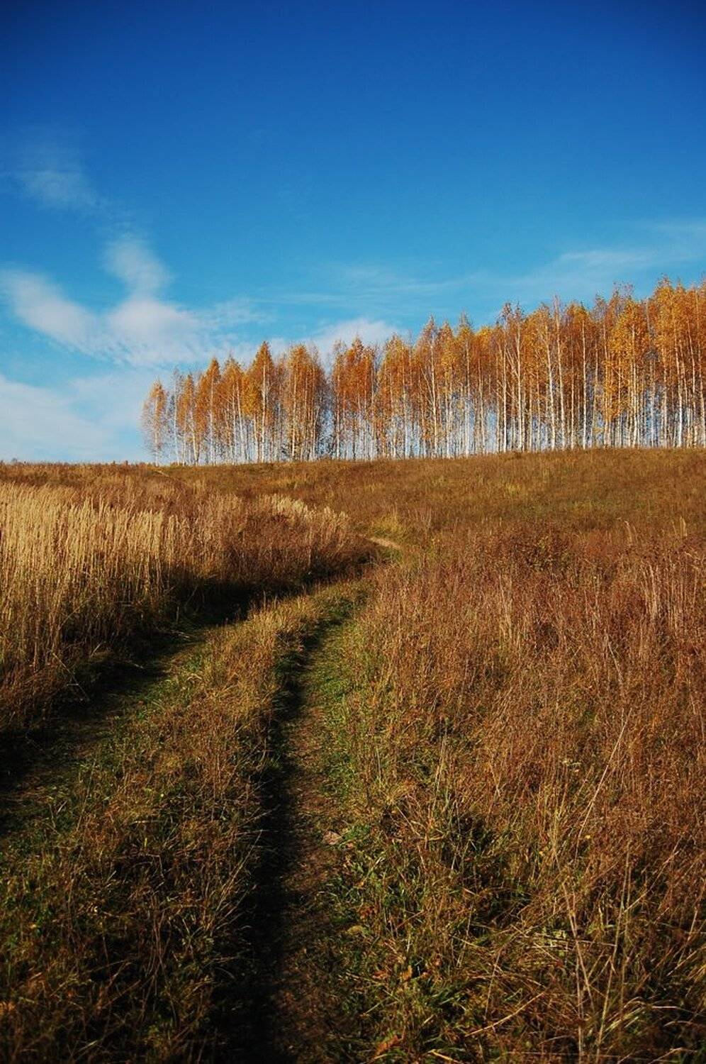 , Азат Табрисович