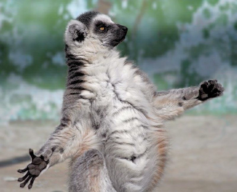 лемур Вечер трудного дняphoto preview