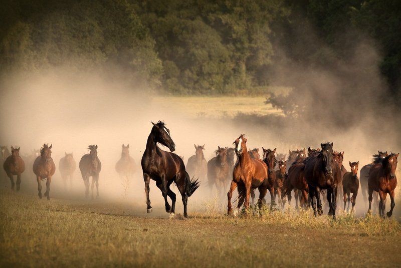 Ретивыйphoto preview