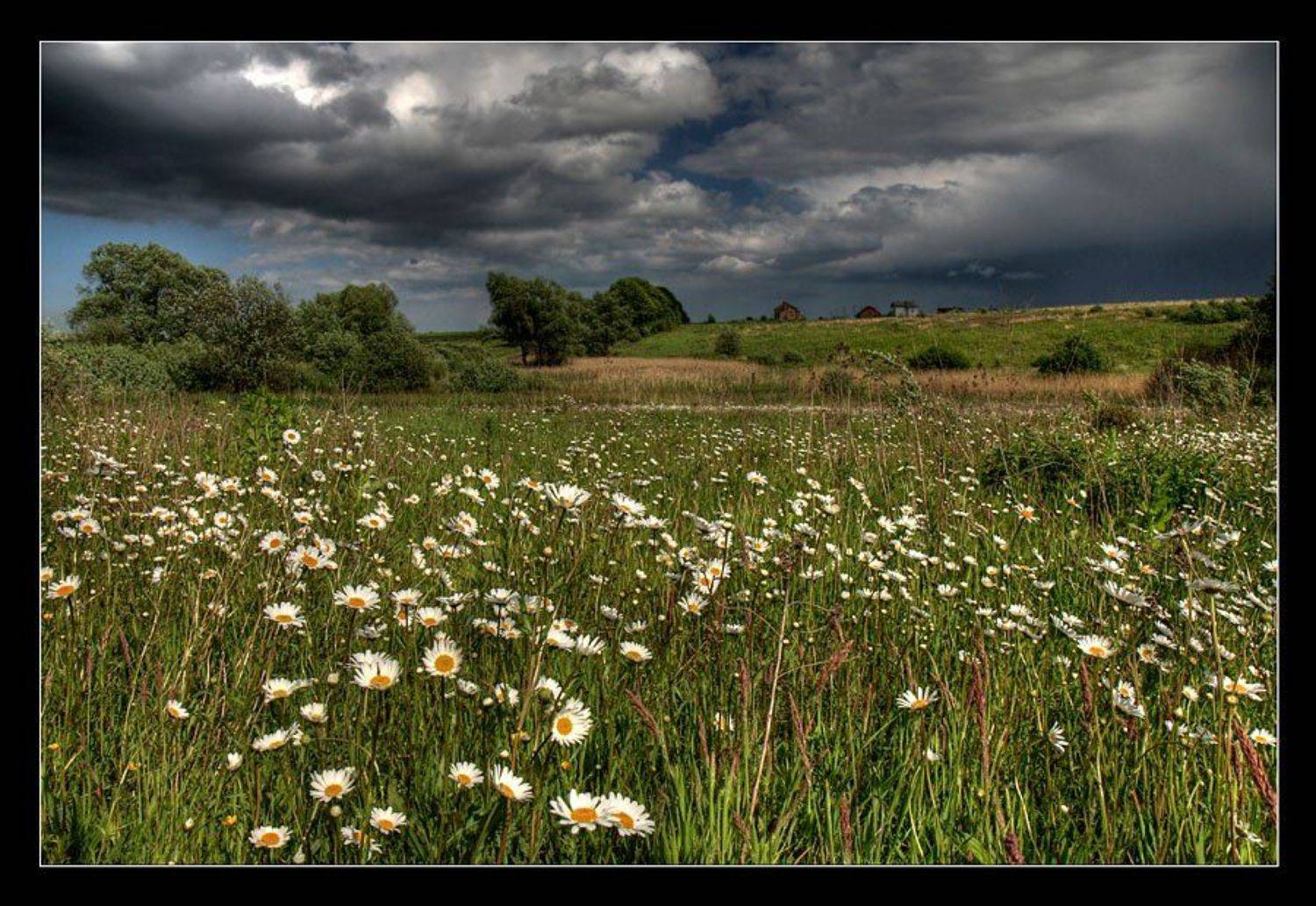 поле, ромашки, гроза, цветы, дождь, Юрий