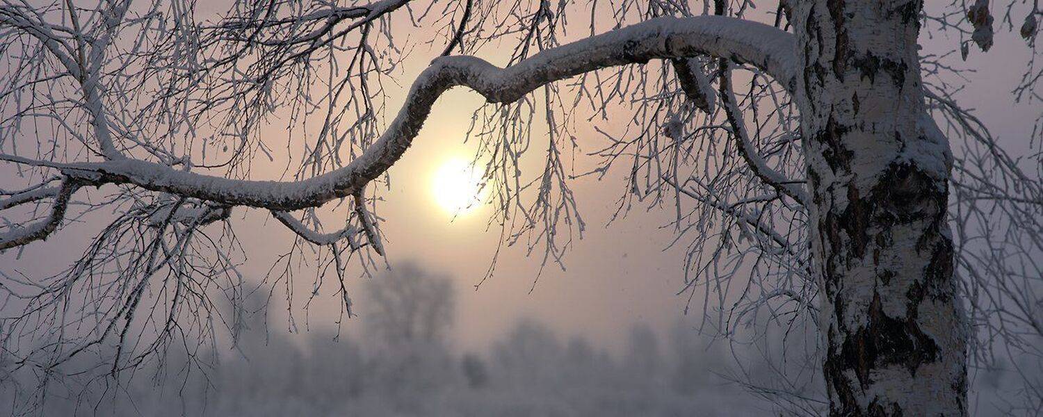 береза, большой, ветка, вечер, город, дерево, дымка, желтый, закат, зима, красивый, мороз, панорама, пейзаж, природа, серый, сибирь, снег, солнце, туман, холод, широкий, Дмитрий Антипов