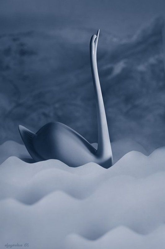 фото, натюрморт, белая, лебедь Белая лебедь фото превью