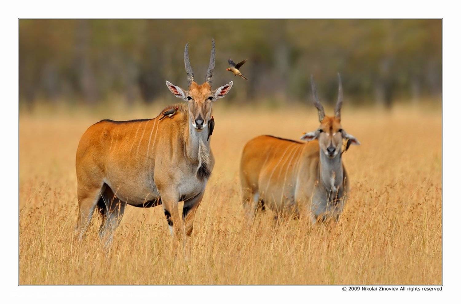 африка, кения, масай, мара, эланд, Николай Зиновьев