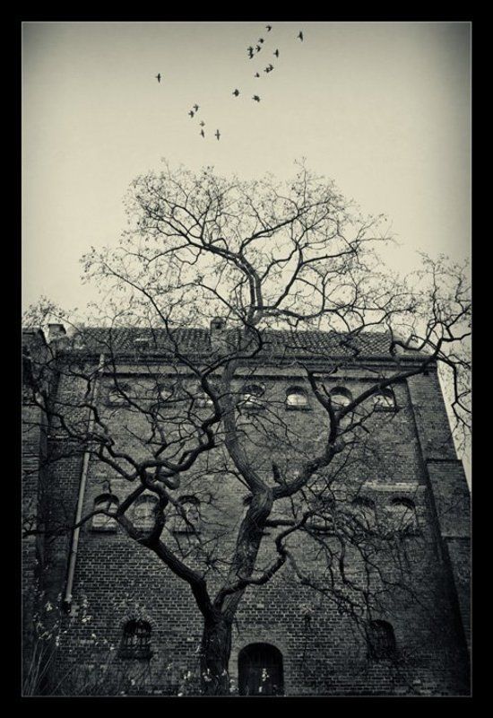 tale old talephoto preview