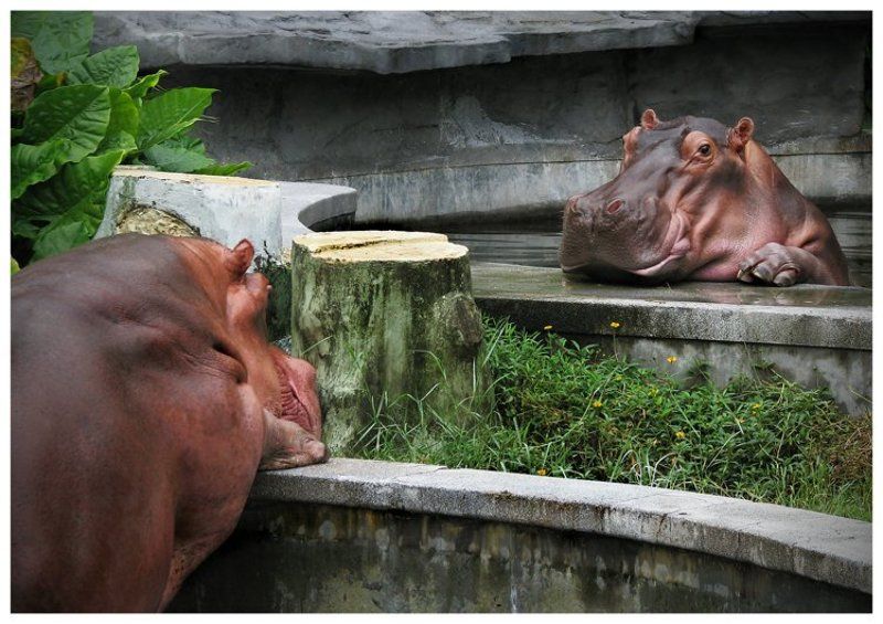 бегемотики, зоопарк в гуанчжоу Разговор по душам!photo preview