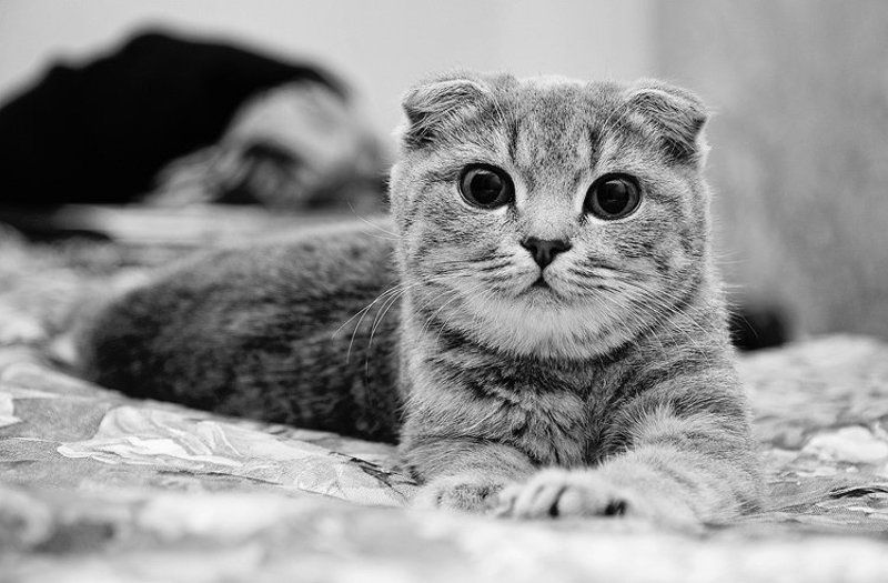 аристоша, животные, кот, чб Аристотельphoto preview