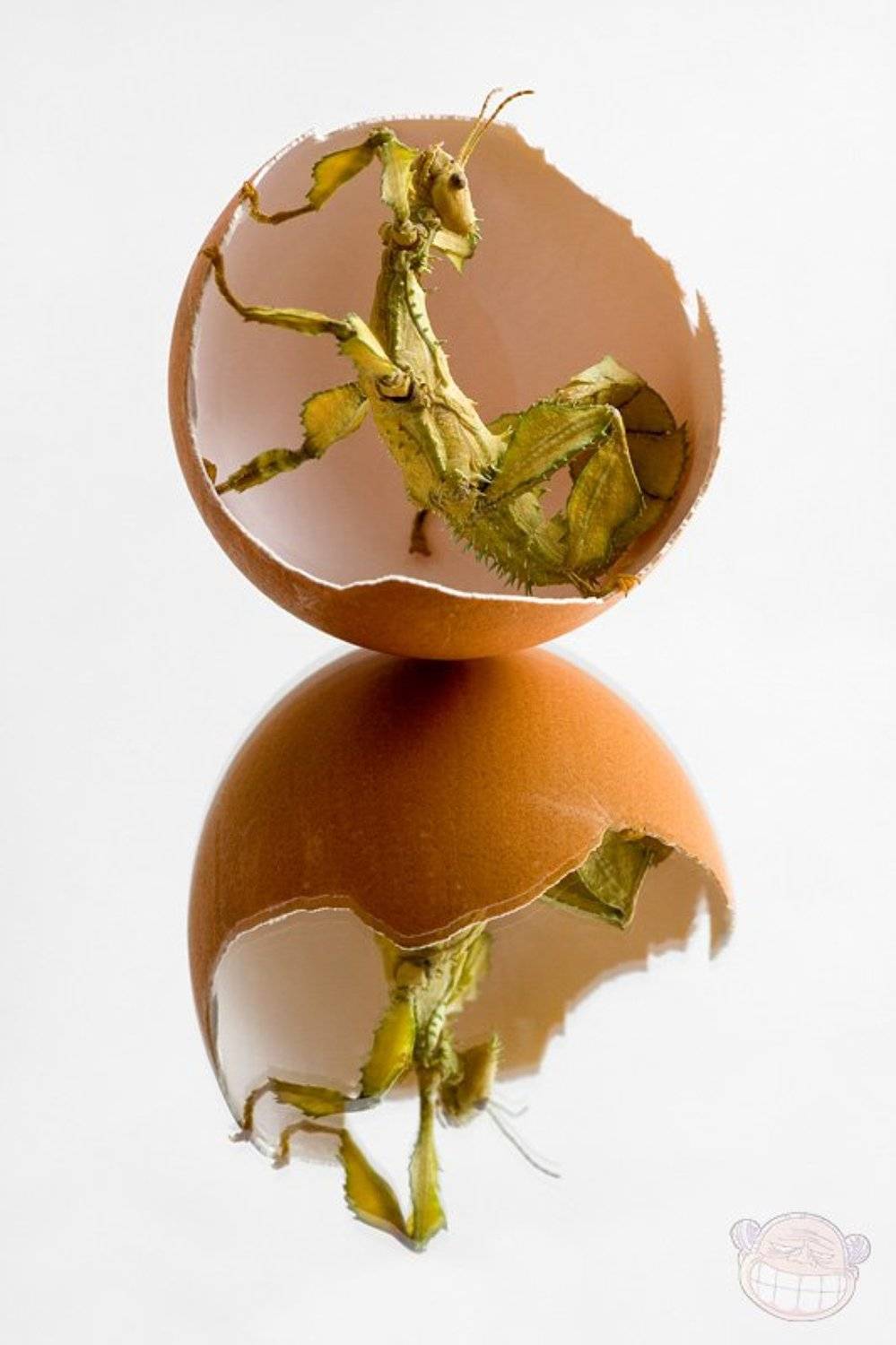 O Brother, Where Art Thou?. Автор: Amazon-san макро, палочник, яйцо, Amazon-san