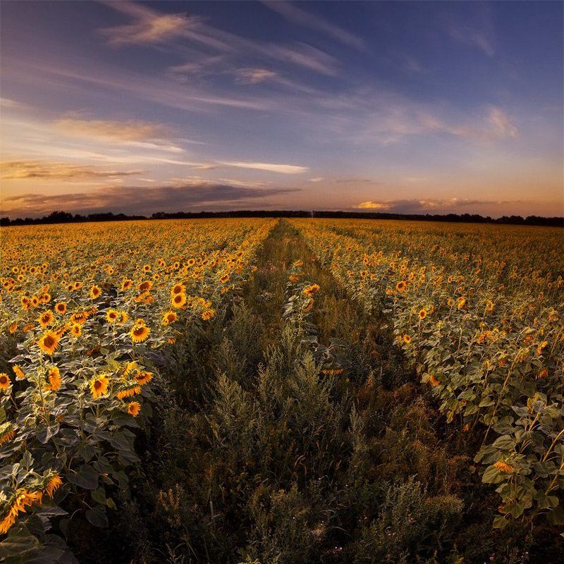 Подсолнечная дорога.photo preview