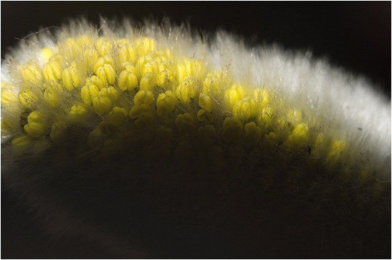 котики,верба,макро,природа *********photo preview