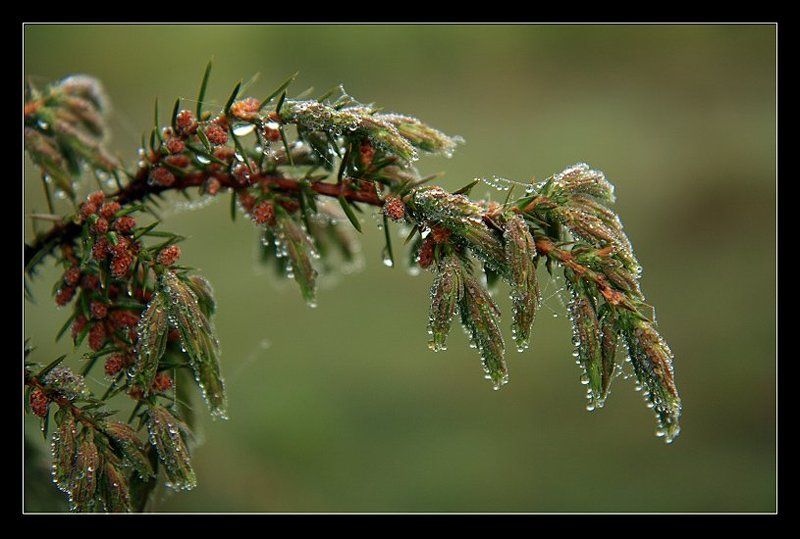 смерека, роса, утро, лес photo preview