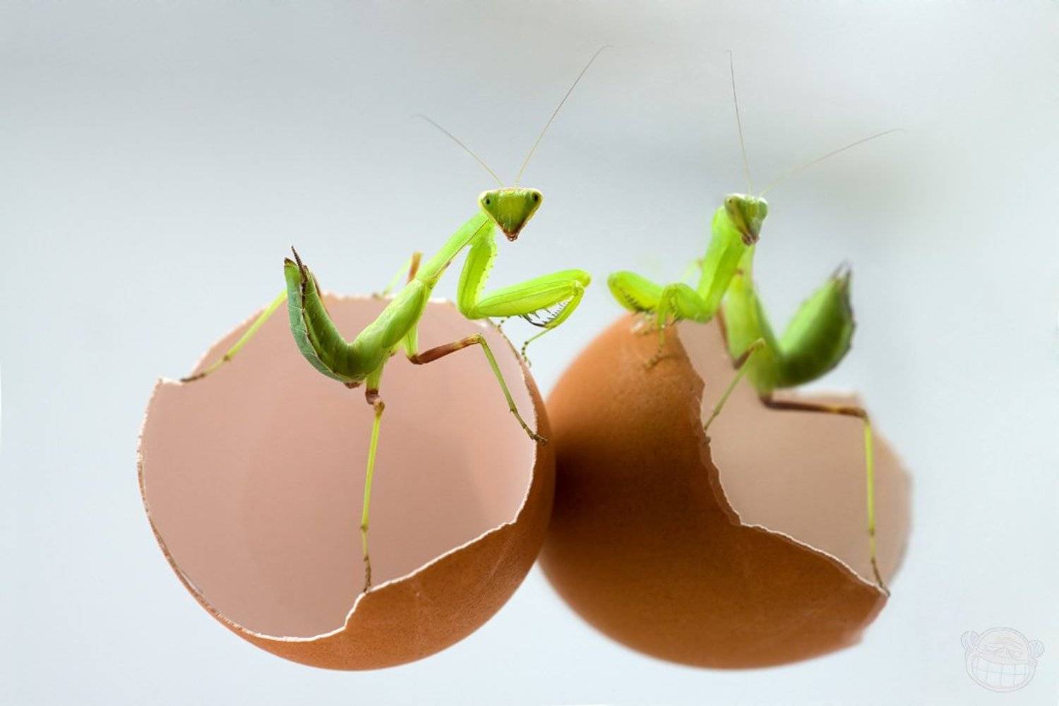 богомол, макро, личинка, скорлупа, Amazon-san