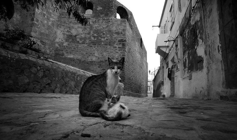 кошачья жизнь 1photo preview