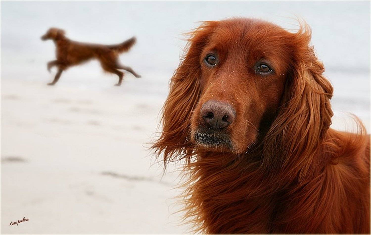 Собачья тоска.... Автор: Lampadina (Svetlana Maximova) северный ледовитый океан, баренцево море, малая немецкая бухта, холод ,пес , тоска, Lampadina (Svetlana Maximova)