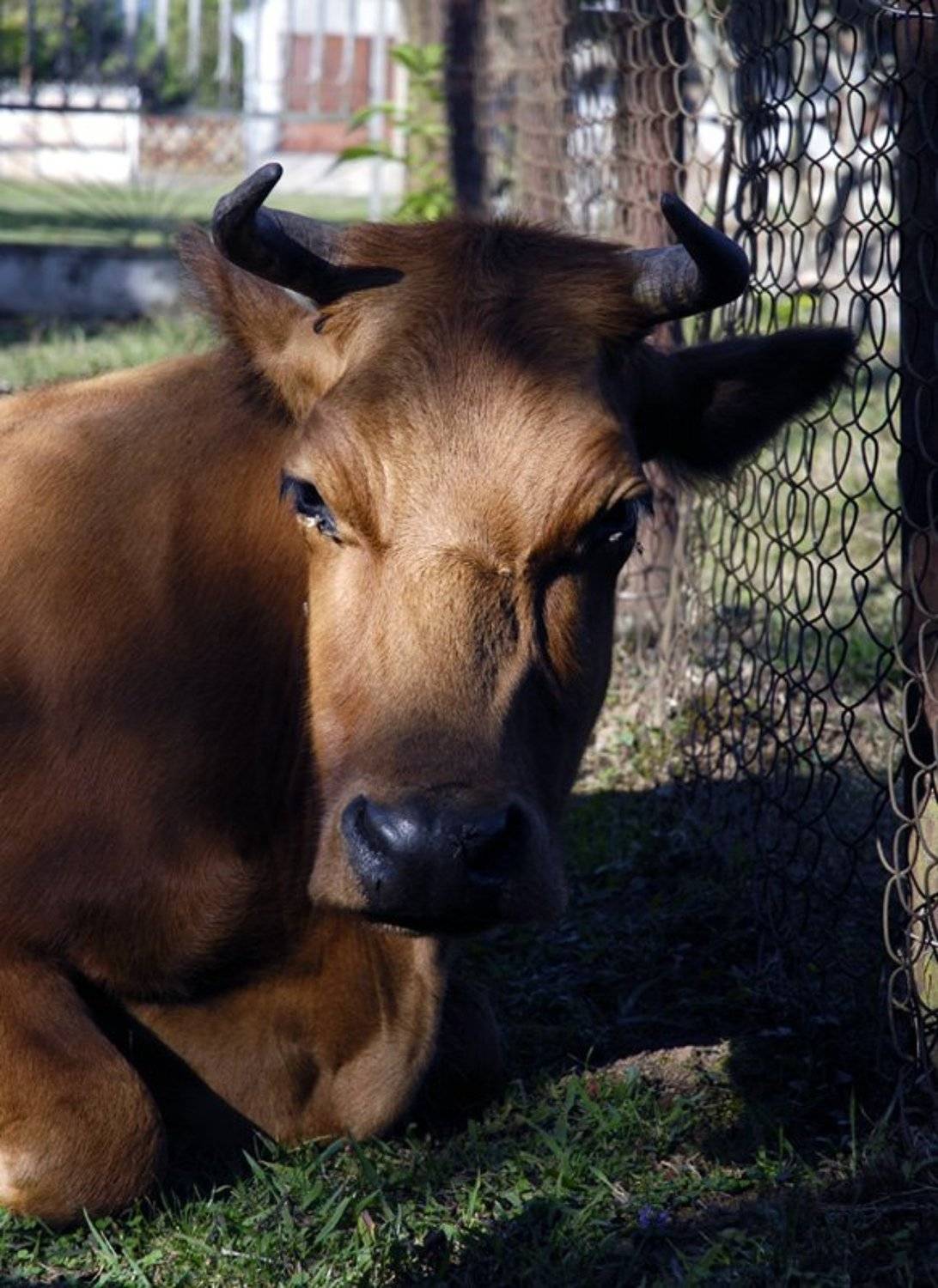 Молоко.. Автор: Sergey Tarba абхазия, страна души, Sergey Tarba