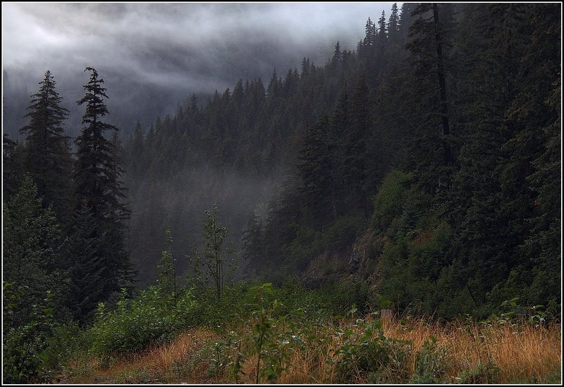 alaska На лесной опушкеphoto preview