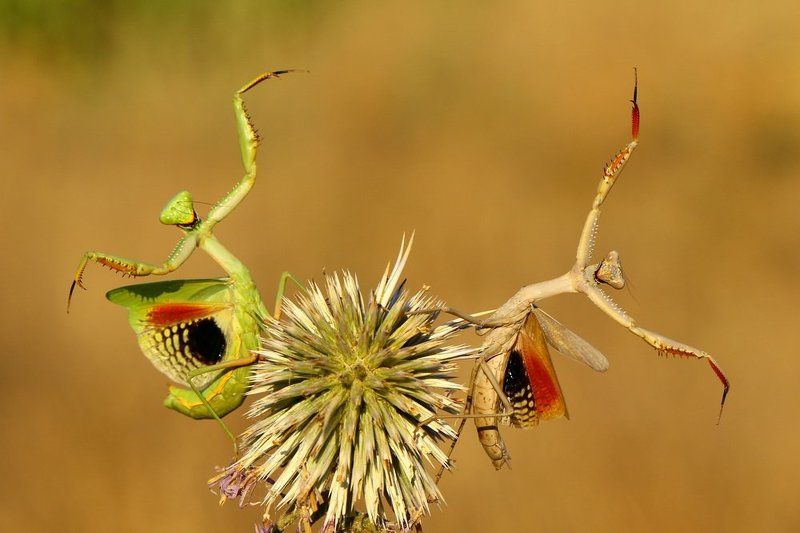 Dance, Iris orotoria, Mantis, Party Let\'s Partyphoto preview